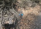 Litter