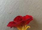 IMG 8371