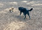 IMG 8889  Pup vs Koba.
