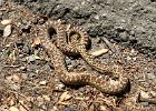IMG 9325  Gopher snake got squished. The side of this road was none too safe for hoomans on bicycles either.