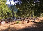 IMG 9571  Goats on duty in Redwood Park.