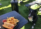 IMG 0618  Is good boy.