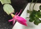 IMG 0790  The Christmas cactus is once again well ahead of schedule.
