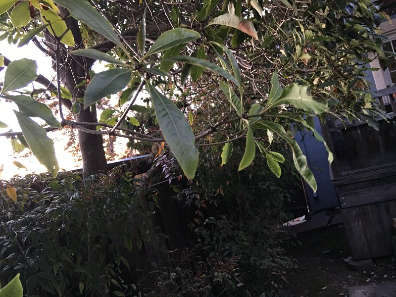 IMG 0906