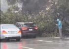 oakland 580 tree down screencap  Someone else's shot. The cars and the tree limbs had been cleared by the time I got there.
