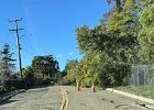 IMG 1372  Trees down on Monterey.