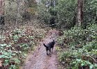 IMG 1609  Koba likes it when the trail is a creekbed.
