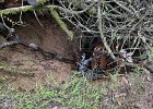 IMG 1642  Culvert failure leads to rapid loss of surrounding hillside.