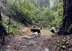 IMG 1716  Degree of difficulty: Trail under water and blocked by a fallen tree. [We made it through.] I tried to pick up a walking stick to use on the return pass through here but Koba thought it was a toy for him and kept biting it and running off with it.