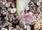 IMG 2192  Propagation underway.