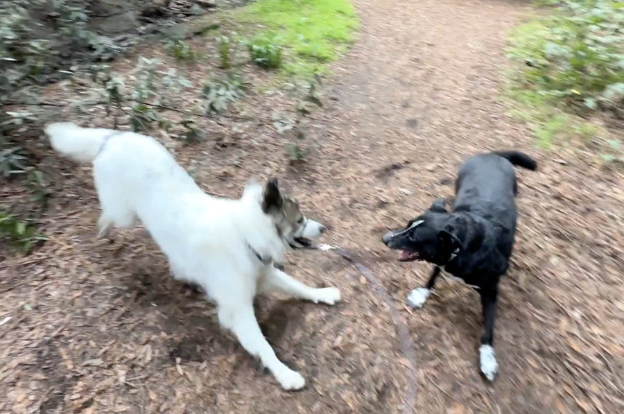 screen grab play