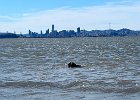 IMG 2290  Swimmin.