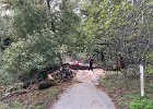 IMG 2553  I asked ChatGPT to create an image of unauthorized trail maintenance.