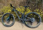IMG 3018  Best trailside flower carpet of the ride.