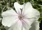 IMG 3142  Albino fler.