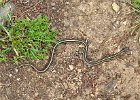 IMG 3179  Black faced garter snake.