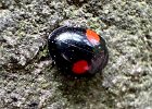 IMG 3181  That is either a very curiously colored ladybug or...