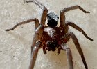 IMG 3314  Young wolf spider?
