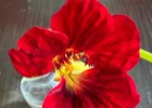 IMG 3369  The very red Nasturtium are back.