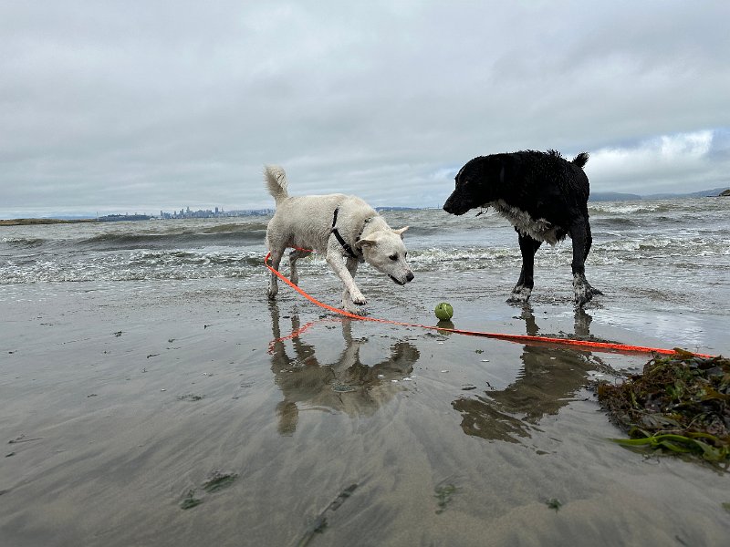 IMG 3535