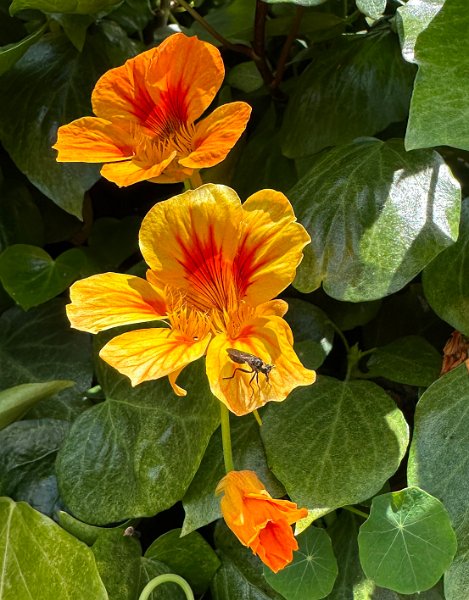 IMG 3549