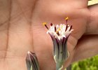 IMG 3674  Succulent flower is opening. Compound!