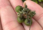 IMG 3687  Black nightshade berries. Safe when ripe, says the internet.