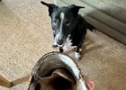 IMG 4022  Ah ha! Marrow bone fell in shoe. He just wanted to get it out. The hooman helped him and all was well.