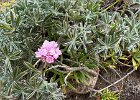 IMG 4217