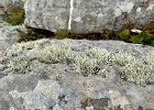 IMG 4225