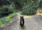 IMG 4397  Tree down. Koba for scale.