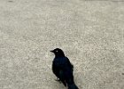 IMG 4540  These grackles had me surrounded.