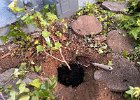 IMG 4675  Replant.