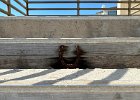 IMG 4759