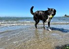 IMG 4899  Beach day for Kobayashi!
