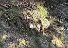 IMG 4964