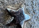 IMG 5042  Regular star. Just in case they are different in Marin.