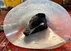 IMG 5152  Unrepentant foot licker gets the cone again.