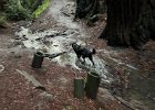 IMG 6224  2" of rain yesterday equals Koba zoomies today.