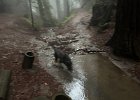 IMG 6288  Two inches of rain in the last 24 hours and it is go time for doggos that like creeks.