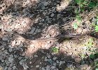 IMG 6321  Snek blocking the trail.