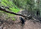 IMG 6341  Chores over. We hike. This tree was not here a week ago.
