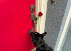 IMG 6487  Koba has a secret admirer?!?