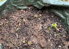 IMG 6621  Looking like we have a very high success rate with the planted potatoes sending up new growth.