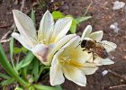 IMG 6775