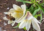 IMG 6778
