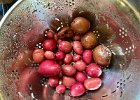 IMG 7120  Red = new. Brown = seed potatoes.