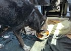 IMG 7409  Koba eats furiously