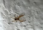 IMG 7531  And now: baby spiders.