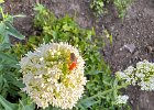 IMG 7579